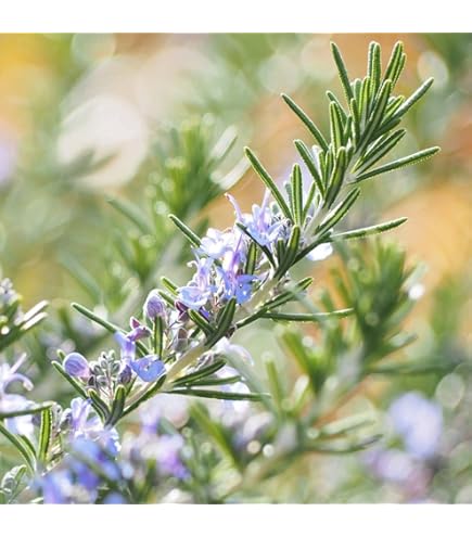 Amazon | ローズマリー 苗 【プロストラタス （半匍匐性タイプ ク