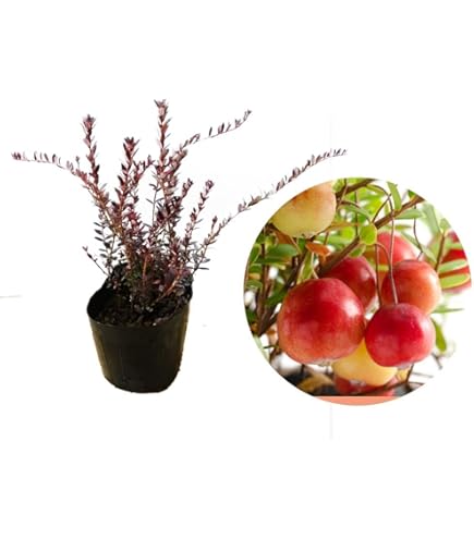 Amazon | クランベリー 苗 苗木 10.5cmポット 【 3株 】 樹高約10cm