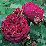 バラ苗 フォールスタッフ 大苗ＥＲ6Ｌ専用角鉢入 四季咲き大輪　紫系 イングリッシュローズ