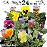 パンジー苗 おまかせ24ポットセット 6色x4ポット 9cmポット苗
