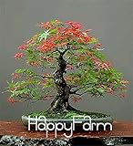 Japanese Red Maple Bonsai Tree Cheap Seeds, mini bonsai Seeds, 50 Seeds 11 kinds mixed, Very Beautif