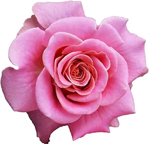 バラ苗 アシュリー 国産大苗6号スリット鉢 返り咲き大輪 シュラブローズ 修景用 ピンク系 花 Amazon