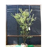 S4-ハイノキ　樹高2.0m前後