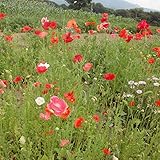 [秋まきタネ]景観形成作物：ヒナゲシ 500g入り[耕作放棄地の雑草防止・地域活性化イベントに] ノーブランド品
