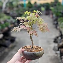 Amazon | 遊恵盆栽：山もみじ(瀬戸焼三彩鉢)* 和 鉢植え 紅葉狩り