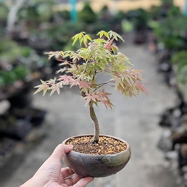 約70×60cm 立体 民家額 i古民家 ディスプレイ 壁掛け 壁飾り 昭和 Amazon.