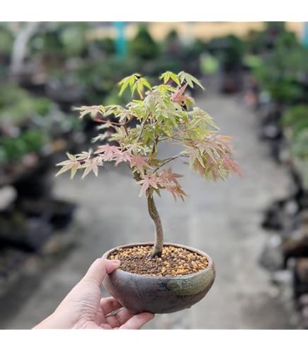 出猩々もみじ　盆栽　モミジ盆栽　デショウジョウ　鉢植え もみじ出猩々（デショウジョウ） / 盆栽、多肉植物、塊根植物