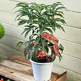 庭木：大実万両（赤実）まんりょう