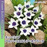 【オランダからの花便り】人気の原種タイプ「チューリップ・アルバコエルレアオクラータ」2球【球根】