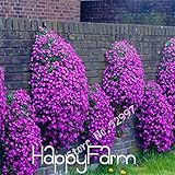 100 Seeds/lot Rock Cress,Aubrieta Cascade Purple FLOWER SEEDS, Superb perennial ground cover for hom