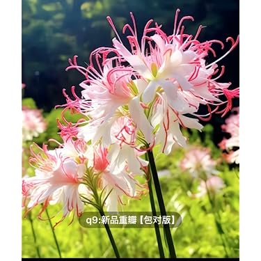 Amazon.co.jp 最新リリース: 観葉植物 の新着ランキングです。