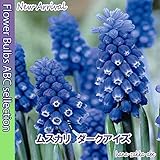 ★【オランダからの花便り ムスカリ ダークアイズ５球