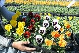 【花苗】【まとめ買い】パンジー苗　もりもり元気　おまかせ24ポットセット　【６色セット】【送料込】