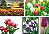 2016球根チューリップの球根種子盆栽花の種水耕植物 - の100pcs /バッグミックスカラー