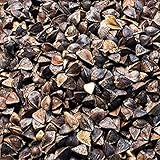 国華園　野菜たね　そば　信濃1号　1袋（1kg）【※発送が国華園からの場合のみ正規品です】