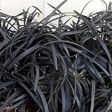 オオバジャノヒゲ：黒竜（こくりゅう） 3～3.5号ポット2株セット[寄せ植えに人気のコクリュウ]