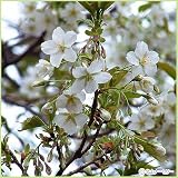 桜(サクラ)苗木 大島桜