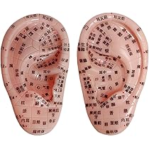 20個セット 未使用 FENGFAN 耳つぼ模型 耳ツボマッサージ 中国語表記 Amazon.co.jp: Beautear 耳模型 日本語版 17cm 耳つぼ模型 耳つぼ