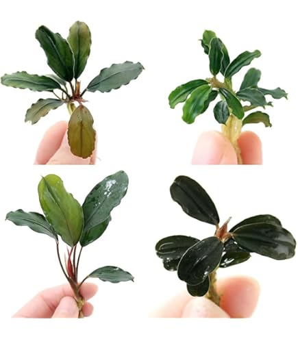 ブセファランドラクダガン サイズミックス ブセファランドラsp.クダガンの特徴/飼育/増やし方/活着について