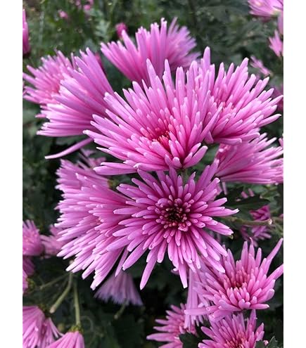 Amazon.co.jp: 食用菊 もってのほか 9cmポット苗 （ピンク色） : DIY