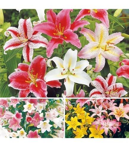Amazon.co.jp: 豪華すぎるカサブランカ 芽出し球根 ユリの苗 №127