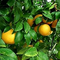 6156SKPBhVL._AC_UL210_SR210,