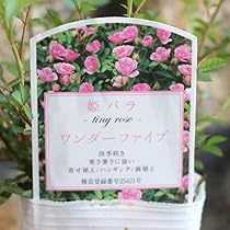 61578SYl9ML._AC_UL210_SR210,