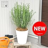 LAND PLANTS ローズマリー 8号 白色セラアート鉢