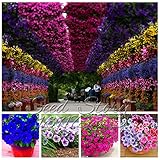 Playmates petunia seeds, perennial petunia seeds,flowers more - 100 pcs