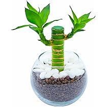 6158xyKNO8L._AC_UL210_SR210,