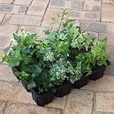 ヘデラ　ヘリックス（アイビー）3号ポット12株セット（アソート）[寄せ植えに！] ノーブランド品