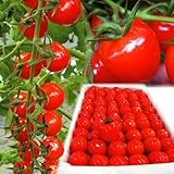 【メール便配送】　国華園　野菜たね　トマト　F1 CFプチぷよ　1袋(10粒)【※発送が国華園からの場合のみ正規品です】
