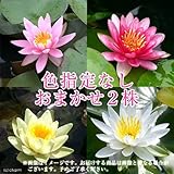 charm(チャーム) (ビオトープ/睡蓮) 温帯性睡蓮(スイレン) 色指定なし(2ポット) 【生体】