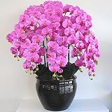 光触媒 造花の胡蝶蘭 鉢植え Lサイズ-10本立 H110cm(赤/オーキッド色-黒鉢)