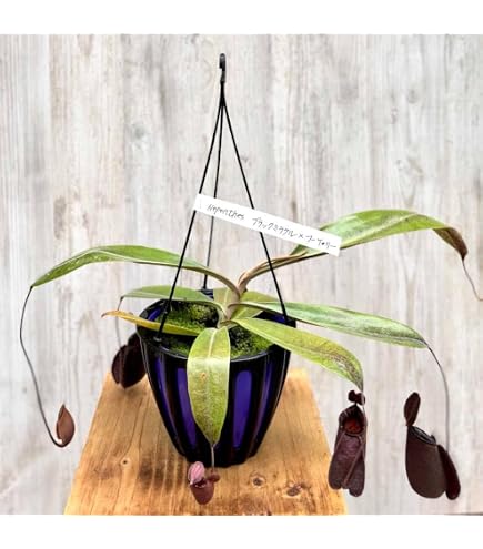 Amazon｜PLANCHU 食虫植物 ネペンテス ビーチ系 ハイブリッド 3号丸鉢