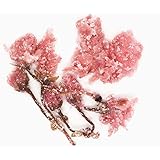 富澤商店 TOMIZ 桜花の塩漬 60g 桜の花 さくらの花 桜の塩漬け