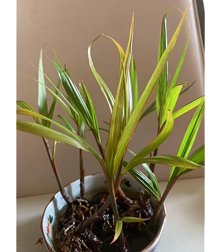Amazon.co.jp: 観葉植物・希少：トックリヤシ(徳利椰子)*6号 : DIY
