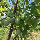 レーヌクロード5号ポット[ヨーロッパスモモ・プルーンの仲間][苗木] ノーブランド品