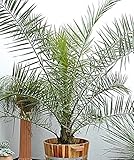 種子カナリア島の日パーム(カナリーヤシ)多年生植物ルーム