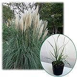 パンパスグラス：ホワイトフェザー3号ポット 3株セット ノーブランド品