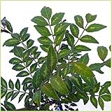 山椒（さんしょう）苗木　葉山椒