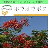SAFLAX - Garden to Go - ホウオウボク - 6 種 -　素焼きの鉢、グレーズトレー、鉢植え用土壌、肥料を含みます - Delonix regia