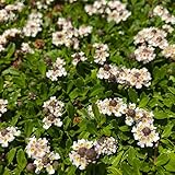 クラピア S1（白色） 9cmポット 40鉢セット