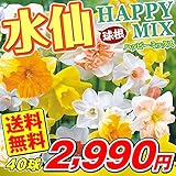 国華園　スイセン 球根 水仙ハッピーミックス 40球(無選別）【※発送が国華園からの場合のみ正規品です】