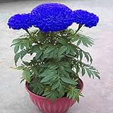 50 Seeds/Pack Rare Purple Maidenhair Seeds Flower Seeds Potted Herb Garden Marigold Chrysanthemum Bo
