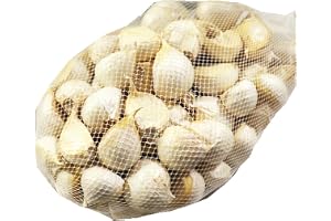 青森期待の新人商店 訳あり にんにく バラ (500g / 福地ホワイト六片種)…