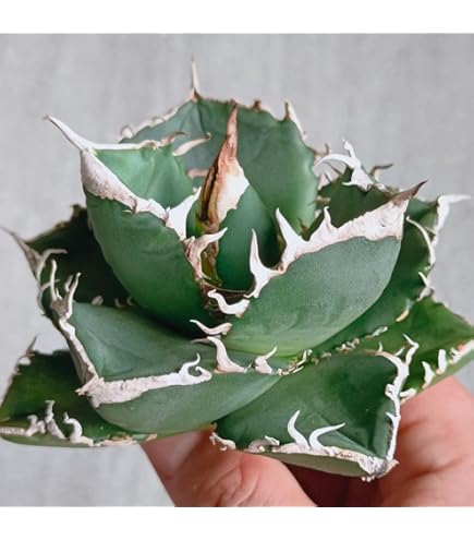 Lj_plants】Z296 アガベ チタノタ ハデス 恐竜牙歯 黒帝斯 heads 強棘