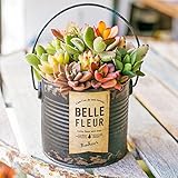 多肉植物 寄せ植え taniku シャビー ラベル 缶 ラウンド Lサイズ （ ブラック 柄 ）