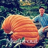 20Pcs Super Large Pumpkin Seeds Vegetable NON-GMO Edible DIY home garden bonsai Giant pumpkin seed g