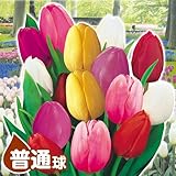国華園　球根　チューリップ 普通球 5色50球セット